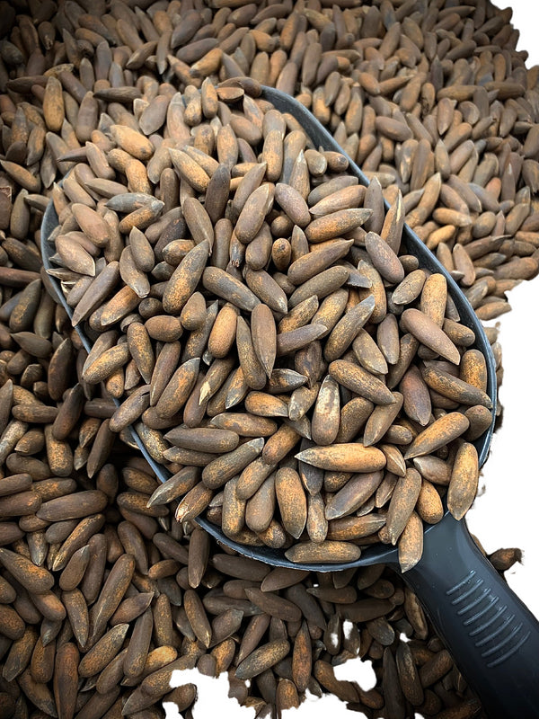 HESARI Unshelled Pine Nuts / 1kg